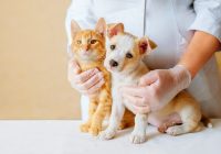 De ce este vaccinarea esențială pentru sănătatea animalului tău de companie