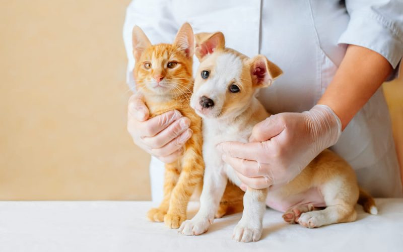 De ce este vaccinarea esențială pentru sănătatea animalului tău de companie